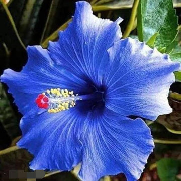 Heirloom Hibiscus Bonsai Flower Seeds – Unique Garden Bloom