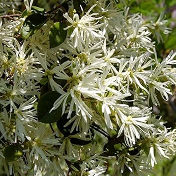 White Loropetalum Flower Seeds for Planting - 100 pcs