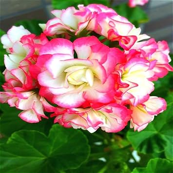 Pink & Yellow Geranium Flower Seeds for Planting - Heirloom & Non-GMO seeds for Home Garden