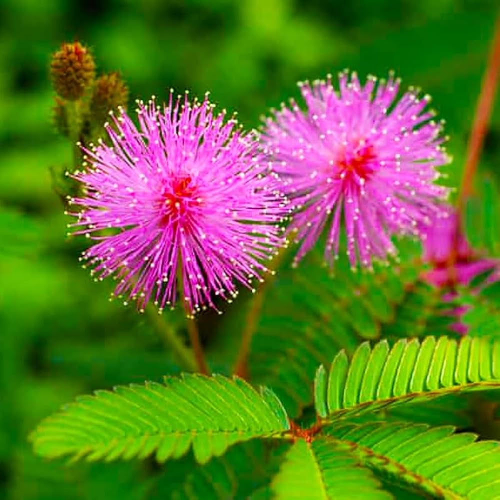 Heirloom Non-GMO Mimosa Pudica Flower Seeds for Planting – Sensitive Plant with Touch Response - Non-GMO for planting in home garden