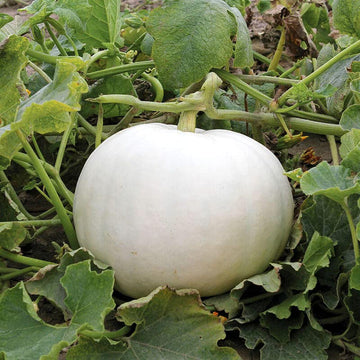 White Pumpkin Vegetable Seeds for Planting – Non-GMO, Heirloom, Perfect for Your Garden
