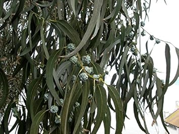 Eucalyptus Globulus Seeds – Aromatic Evergreen-Heirloom & Non-GMO Seeds for planting – Fresh Herb for Your Garden