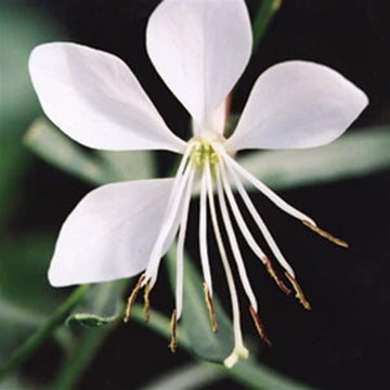 Gaura Whirling Mariposas Seeds for Planting – Organic, Heirloom, Non-GMO Flower Seeds