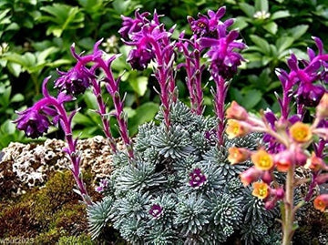 Purple Saxifraga Sempervivum Planting Seeds for Garden NON GMO Seeds