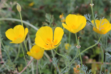 Eschscholzia Flower Seeds for Planting - 100 pcs
