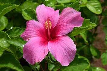Heirloom Non-GMO Pink Hibiscus Flower Seeds – Bright Tropical Blooms for Garden Planting
