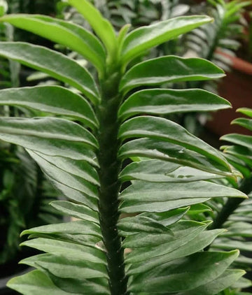 Green Pedilanthus Planting Seeds for Garden NON GMO Seeds
