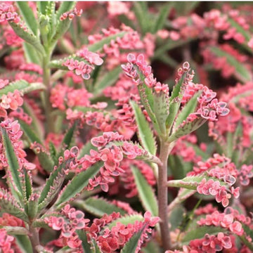 Brown Kalanchoe Bonsai Flower Seeds for Planting - 100 pcs seeds for planting in home garden