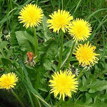 Heirloom Non-GMO Dandelion Flower Seeds for Planting – Medicinal and Ornamental Garden Blooms
