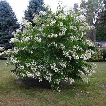 White Sevenson Flower Seeds for Garden - 100 pcs
