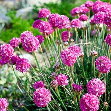 Armeria Maritima Flower Seeds for Planting - 100 pcs