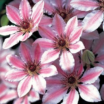 Mixed Nelly Moser Flower Seeds for Planting - 100 pcs