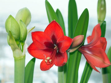 Amaryllis Flower Planting Seeds for Garden NON GMO Seeds