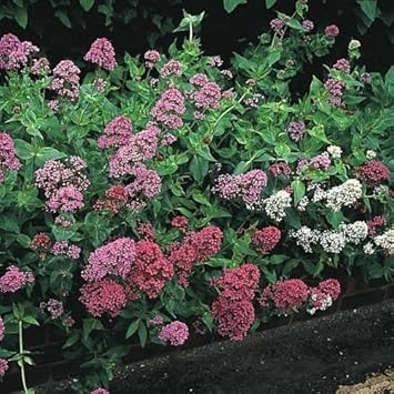 Mixed Jupiter's Flower Seeds for Planting - 100 Pcs pcs