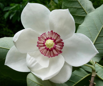 Yulan White Flower Seeds for Planting - 100 pcs