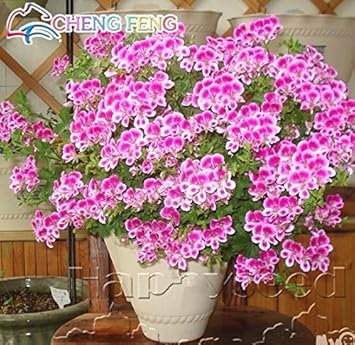 Organic Pink White Univalve Flower Seeds for Planting – Heirloom, Non-GMO for planting in your garden.