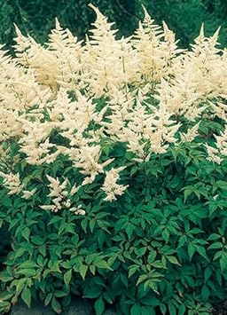 Heirloom Non-GMO Cream Astilbe Flower Seeds for Garden Planting – Elegant Blooms
