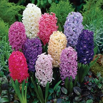 Hyacinthus Orientalis Seeds for Planting NON GMO Seeds