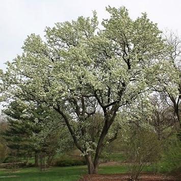 Green Manchurian Flowering Tree Seeds for Planting - 100 pcs