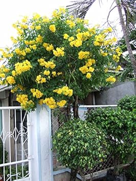 Organic Heirloom Non-GMO Yellow Campsis Radicans Flower Seeds for Planting – Climbing Vine