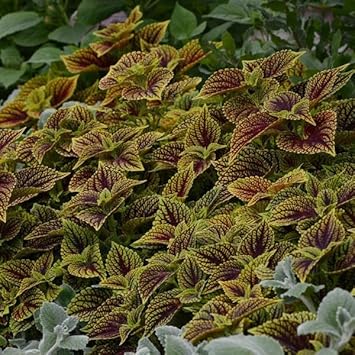 Heirloom Green Brown Coleus Seeds for Planting – Non-GMO, Unique Colorful Foliage Variety