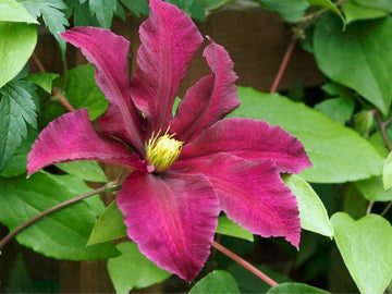 Heirloom Pink Yellow Clematis Flower Seeds – Non-GMO Climbing Garden Blooms for Planting