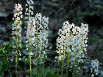 Heirloom Non-GMO Foam Flower Seeds for Planting – Shade-Loving Perennial Garden Blooms