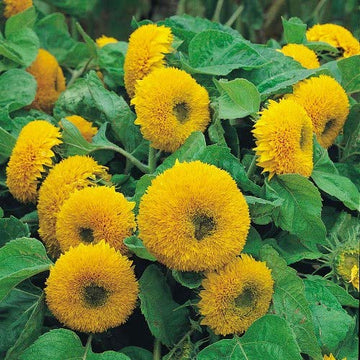 Heirloom Non-GMO Teddy Sunflower Flower Seeds for Planting – Fluffy Dwarf Garden Blooms