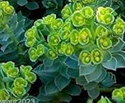 Green Euphorbia Myrsinites Plant Seeds for Planting - NON GMO Seeds