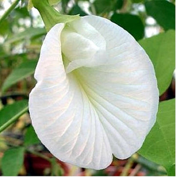 Clitoria Flower Seeds for Planting, White Blooms, 100 pcs