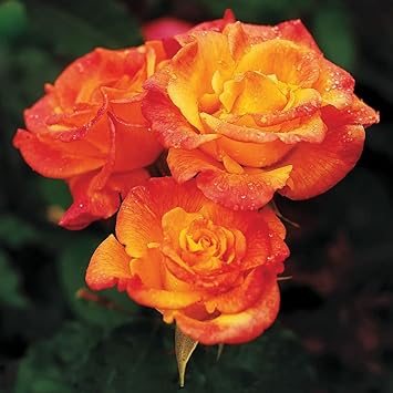 Yellow Orange Rose Flower Seeds for Planting Non-GMO Heirloom Garden Seeds for Growing