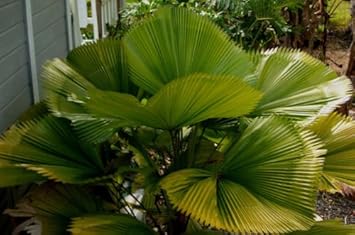 Ruffled Fan Palm Licuala ramsayi seeds for garden planting