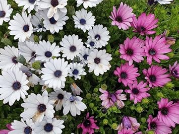 Mixed Osteospermum Flower Seeds - 100 Pcs pcs