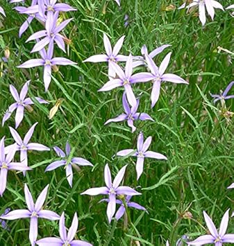 Violet Isotoma Axillaris Flower Seeds for Planting - 100 pcs