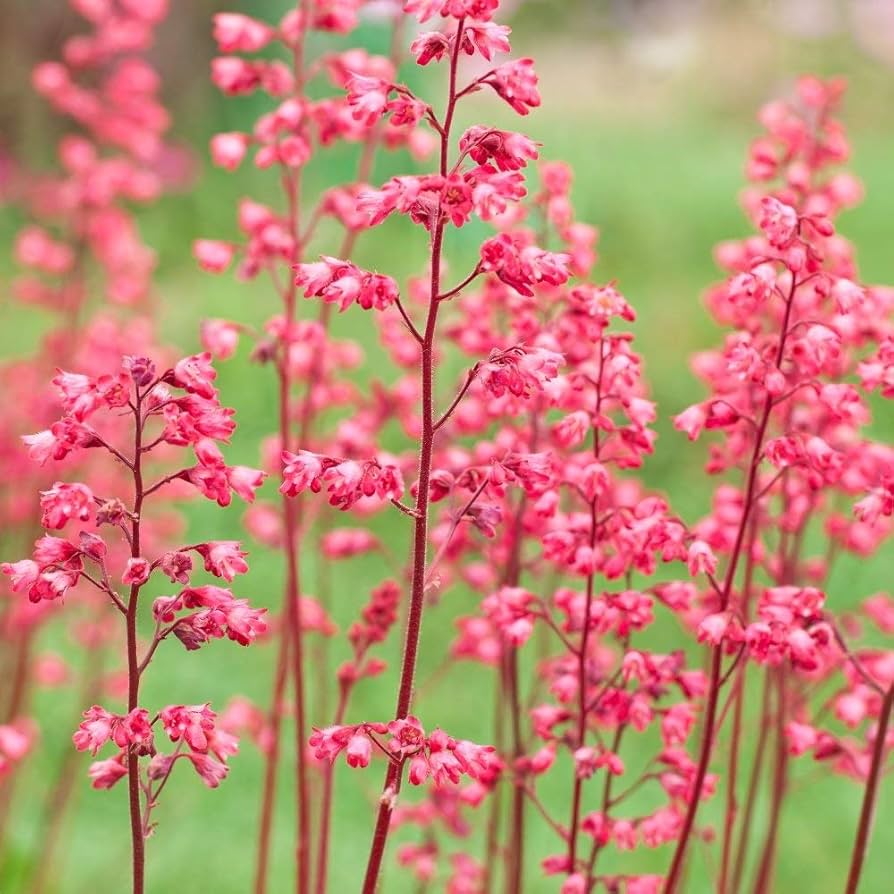 Pink Heuchera Plant Seeds for Planting - Heirloom, NON-GMO Seeds for Beautiful Garden Blooms seeds for planting in home garden