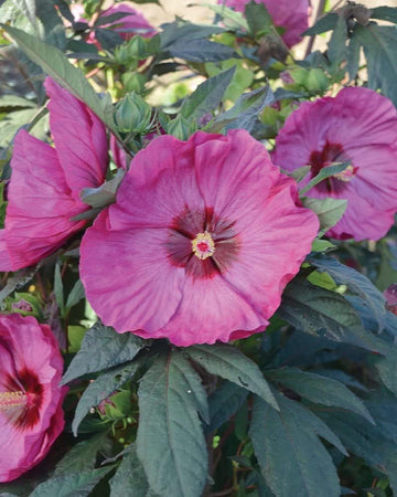 Heirloom Non-GMO Hibiscus Moscheutos Flower Seeds for Planting – Perennial Blooms