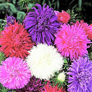 Giant Multi Aster Flower Seeds – Heirloom, Non-GMO Seeds for Planting Colorful Blooms
