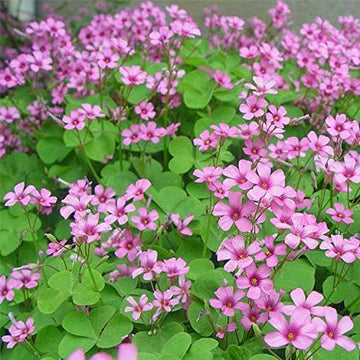 Heirloom Non-GMO Clover Flower Seeds for Planting – Pollinator-Friendly Ground Cover for Lush Gardens