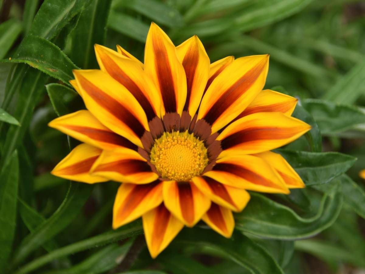 Heirloom Non-GMO Gazania Rigens Flower Seeds for Planting – Bright Drought-Tolerant Garden Blooms - Non-GMO for planting in home garden