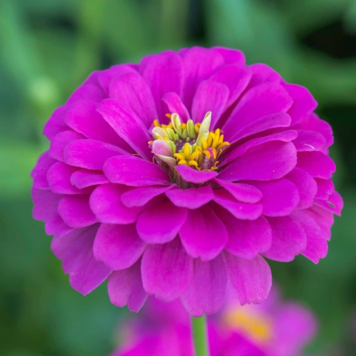 Violet Zinnia Flower Seeds for Planting – Non-GMO, Heirloom, Colorful Garden Blooms - Zinnia for planting in home garden