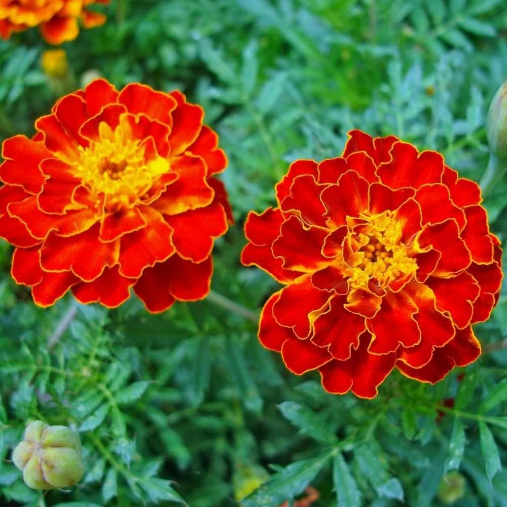Heirloom Marigold Flower Seeds for Planting 100 pcs - Marigold for planting in home garden
