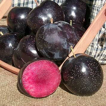 Burgundy Alubukhara (Plum) Fruit Seeds for Planting - Sweet, Tangy Plums in Burgundy Color ,GMO Free