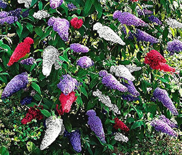 Mixed Butterfly Bush Flower Seeds for Planting, NON GMO Seeds