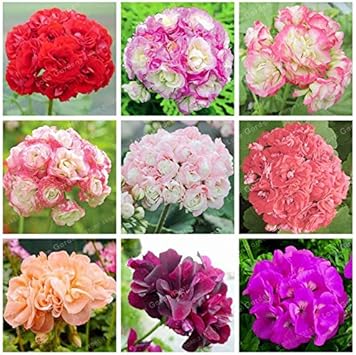 Geranium Apple Blossom Pink Flower Seeds for Planting NON GMO Seeds