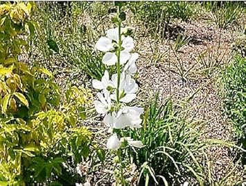 White Checkermallow Flower Seeds for Planting - 100 pcs