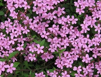 Heirloom Saponaria Ocymoides Flower Seeds for Garden Planting, Non-GMO, Pink Blooms for Ground Cover