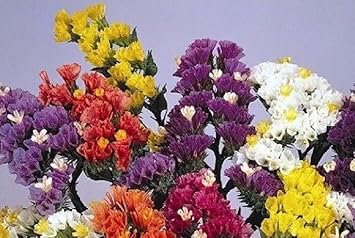 Herencia Flower Seeds for Planting, Fresh, NON GMO Seeds