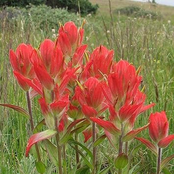 Castilleja Flower Seeds for Planting - 100 pcs