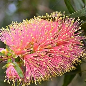 Pink Champagne Callistemon Flower Seeds for Planting NON GMO Seeds