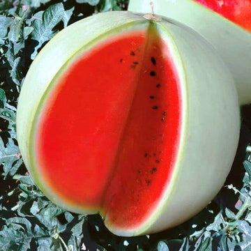 Rare Watermelon 